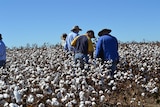 The cotton at Corbett Tritton's property is ready to be picked