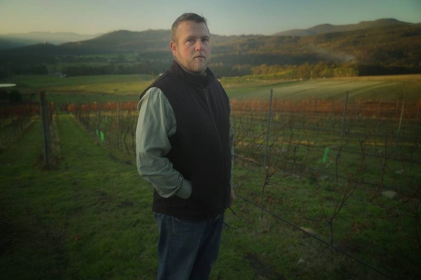 A man in a blue vest and jeans stands in a green vineyard with mountains behind.