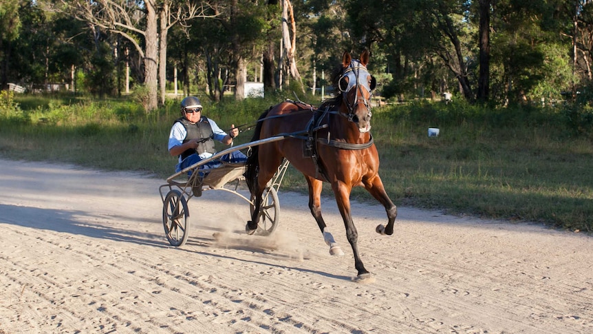 A harness racer heads around a track with his horse.