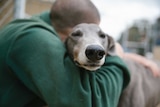 Snazzy gets cuddled by Dhurrungile prison inmate John