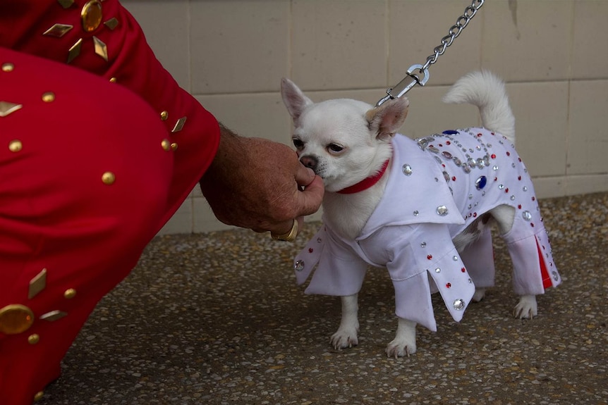 a small white dog dressed in elvis jumpsuit