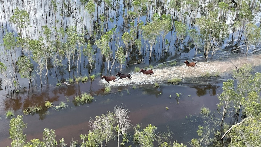 Horses run through floodwater, surrounded by trees submerged in water.