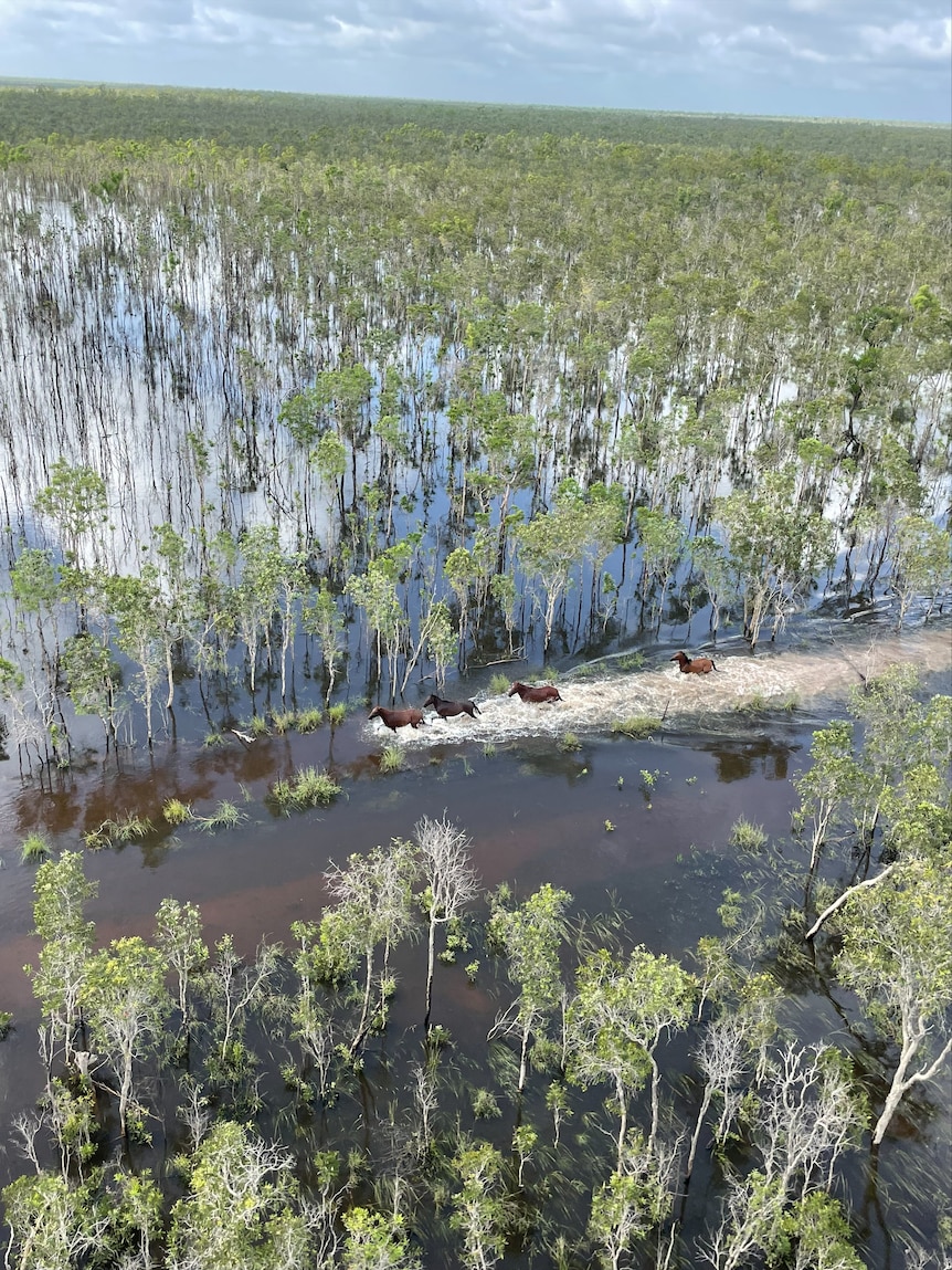 Horses run through floodwater, surrounded by trees submerged in water.