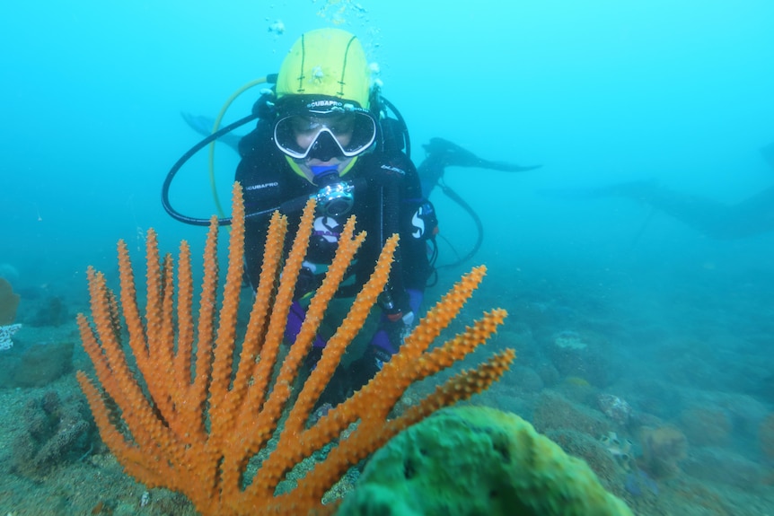 A diver swims up to an orange coral in the sea.