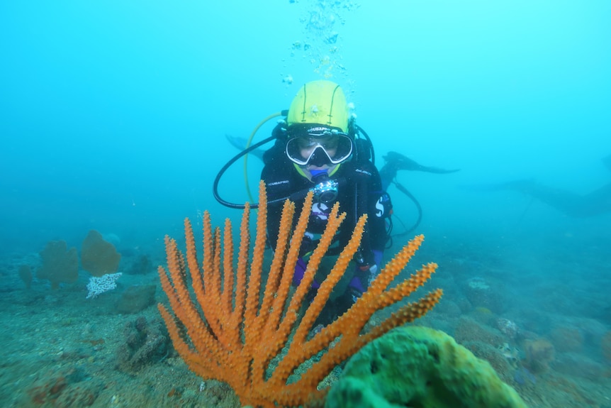 Someone decked out in scuba diving gear exploring under water with coral and sea plants surrounding them.