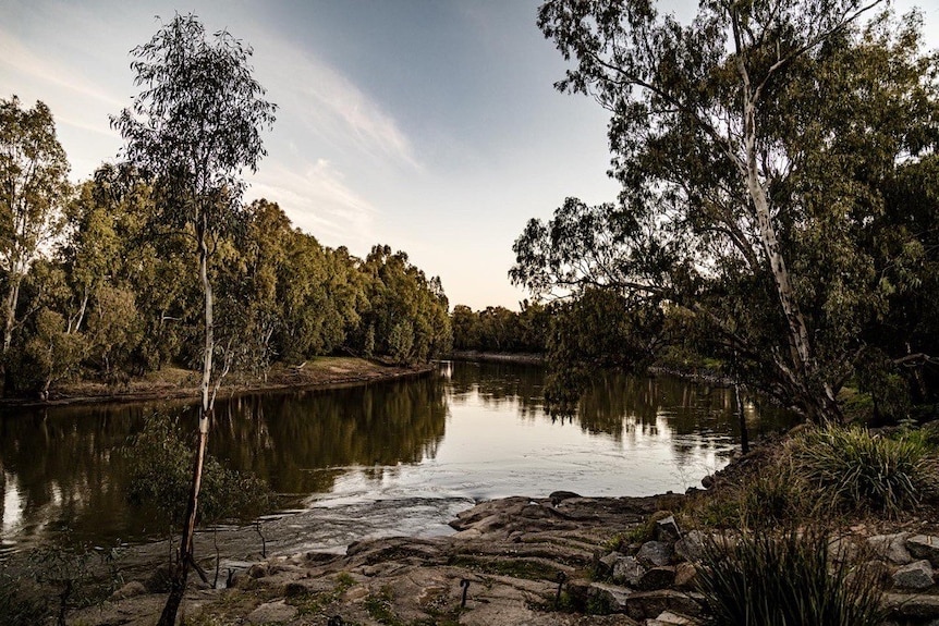 A landscape photograph of a river surrounded by tall Australian native trees.