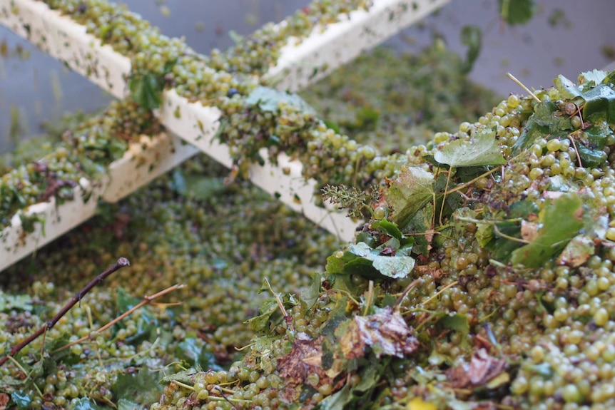 Verdelho grapes at Margan winder in a container during the first stage of processing.