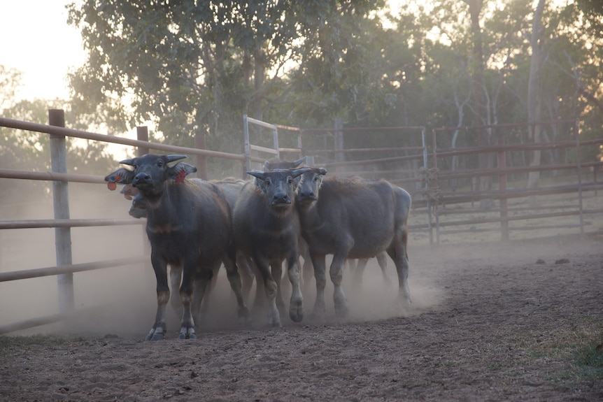 Photo of buffalo in cattle yard