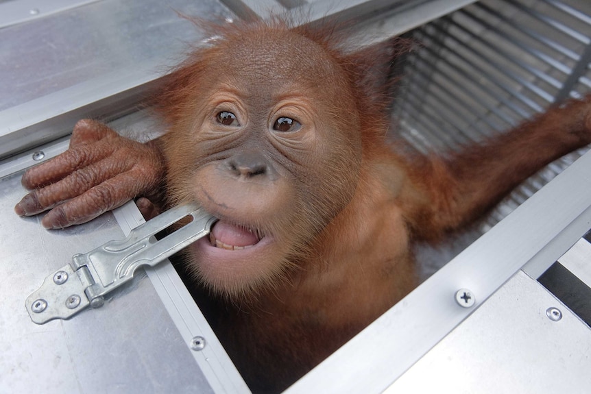 The two-year old orangutan looks out of a cage after being confiscated in Bali, Indonesia.