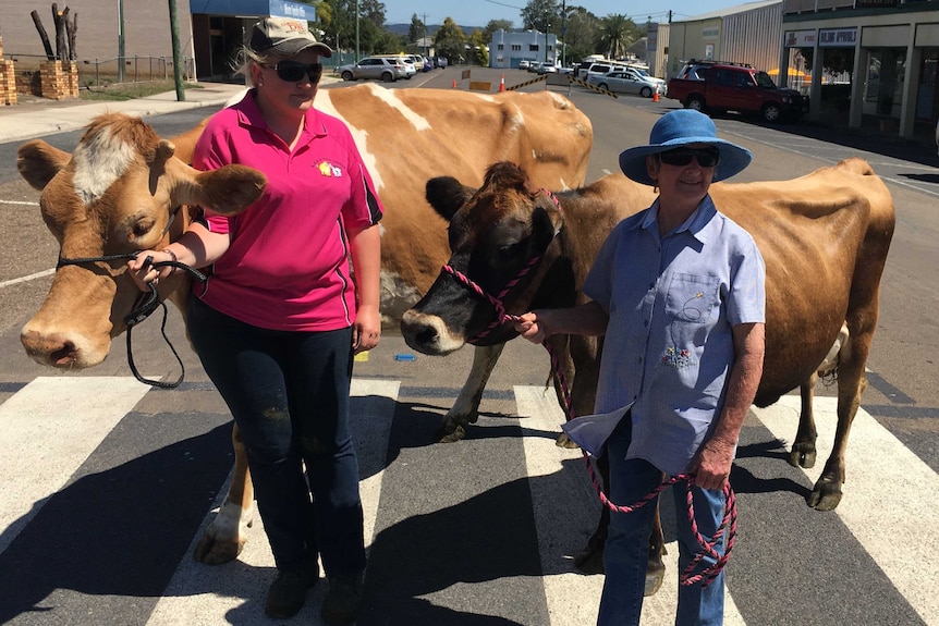 Monto dairy festival cows