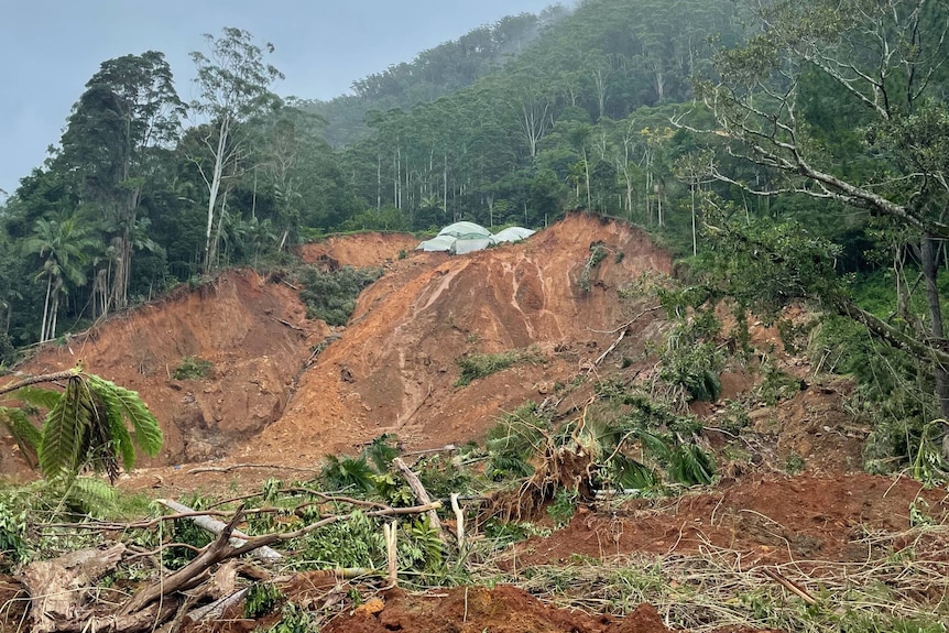 A big orange muddy hill in the forest with tree toppled