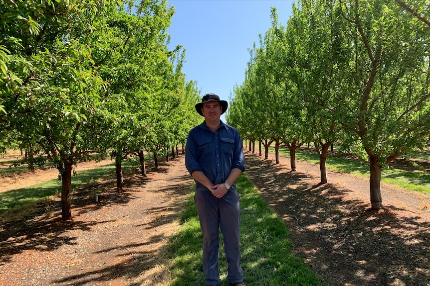 Merbein South farmer Luke Englefield wearing a blue shirt and brown brimmed-hat stands between two rows of his almond trees