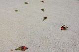 Dead parrots on the ground