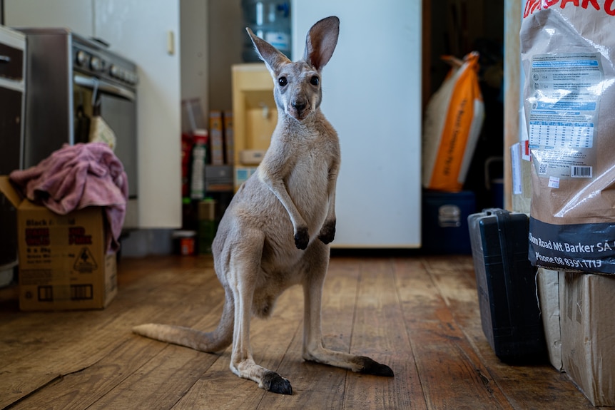 A kangaroo stands on in kitchen surrounded by boxes, oven in the background.