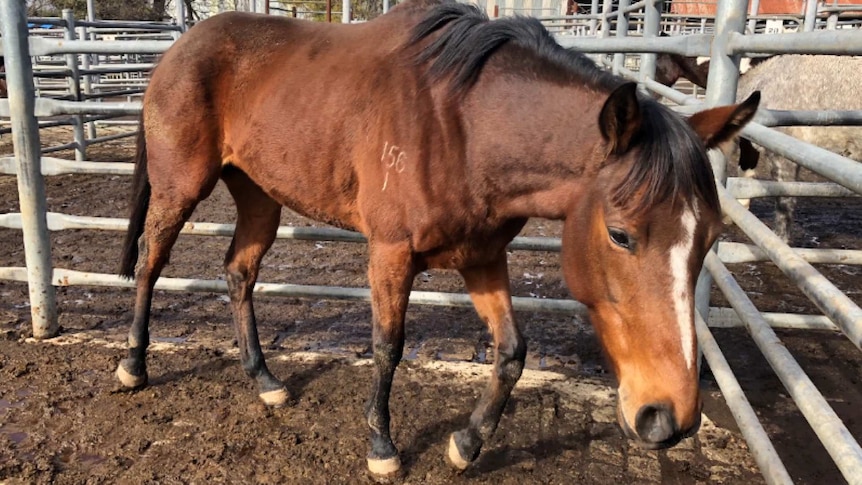 A horse in a sale yard pen at Camden Horse Sales