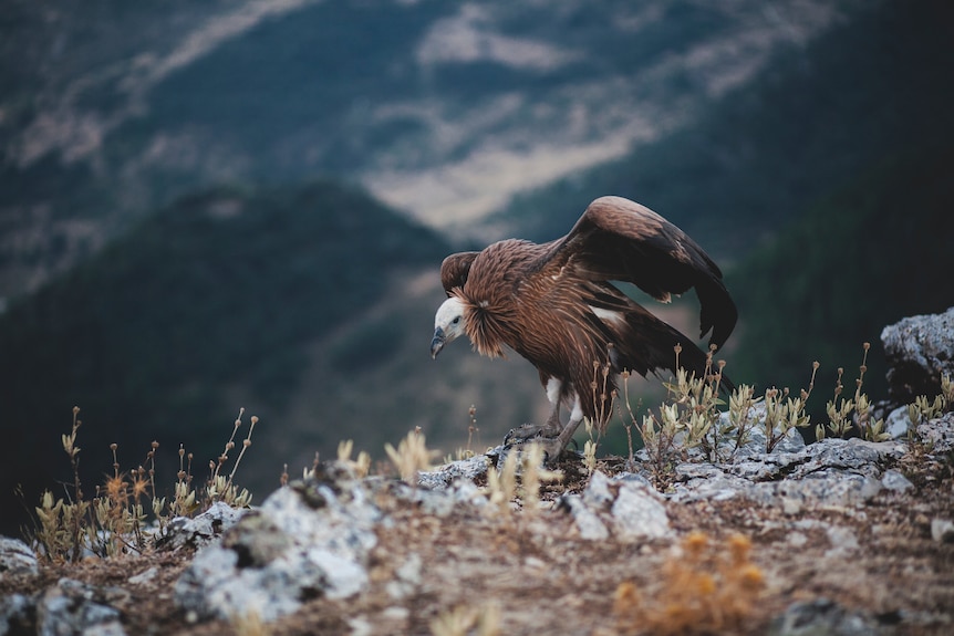 A vulture sits perched on a rocky bit of ground