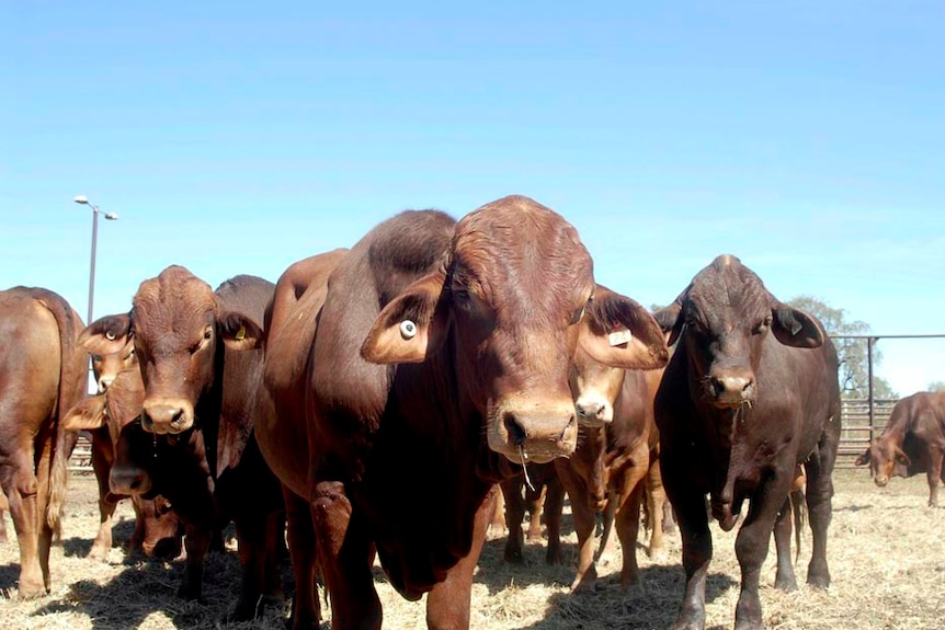 Cattle stand in a yard on a property.