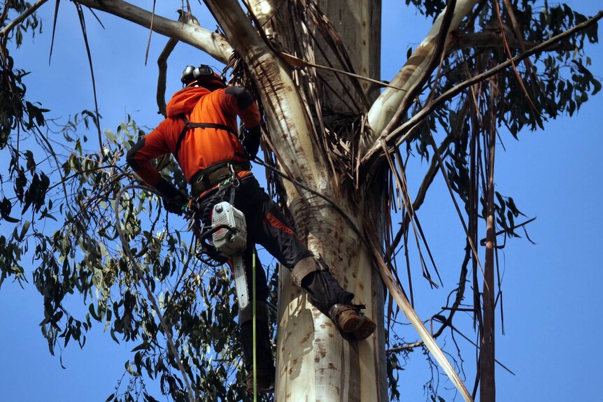 A man carrying a chainsaw is high up in a tree.
