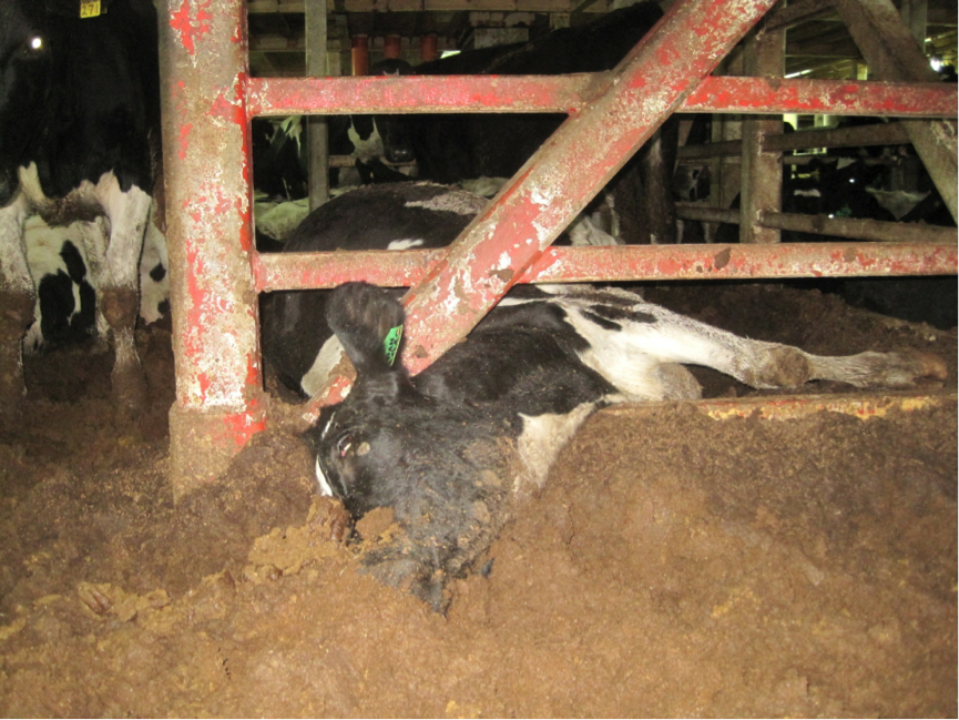 Vet removed for exposing appalling conditions on live export ships