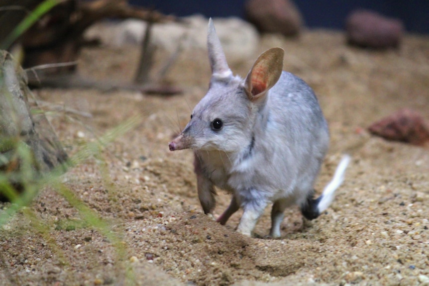 A gray bilby hops through sand and low scrub