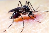 A close-up of a mosquito feeding on a human