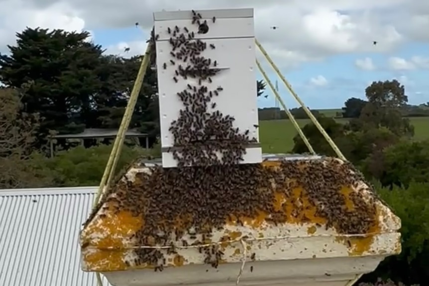 A swarm of bees on a chimney on the roof of a house, with the bees starting to form some comb on the chimney.