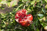 A pomegranate open on the tree