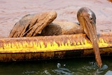 An exhausted oil-covered brown pelican