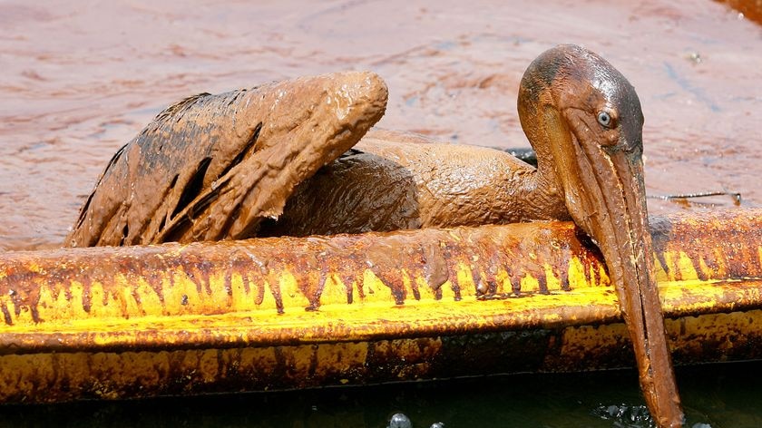 An exhausted oil-covered brown pelican