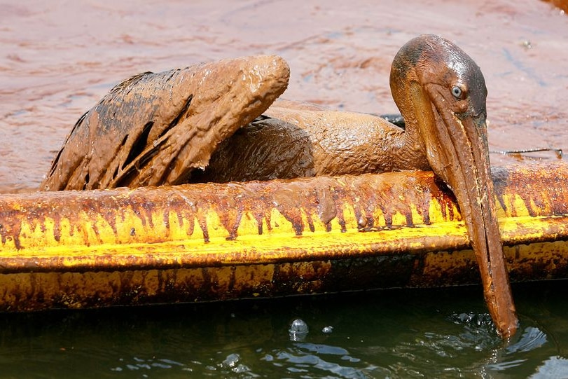 An exhausted pelican is covered in brown oil