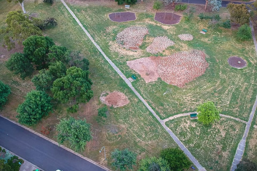 A drone image of the micro-forest early in its growth.