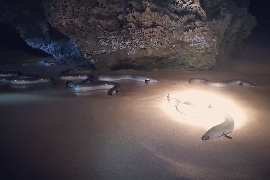 A group of eels slithering along a beach at night illuminated by a spotlight