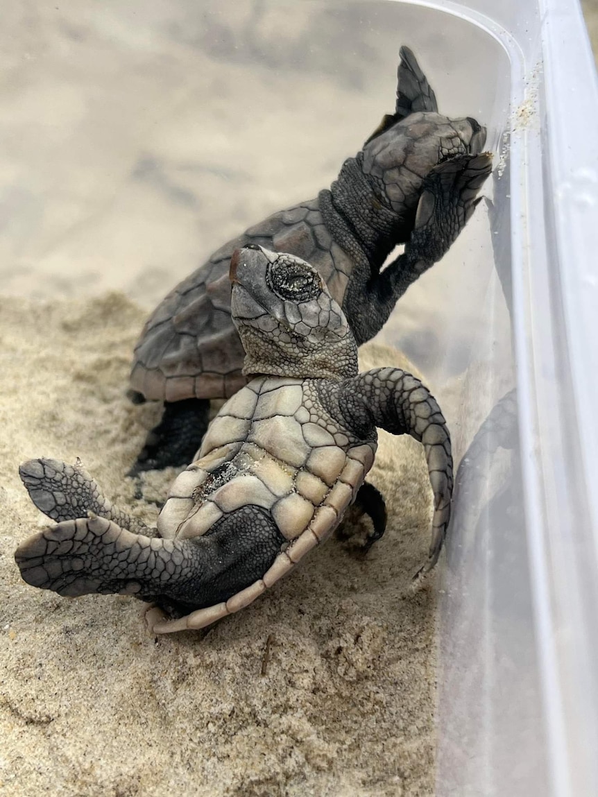 A tiny turtle baby laying on its back in a box near another little turtle.