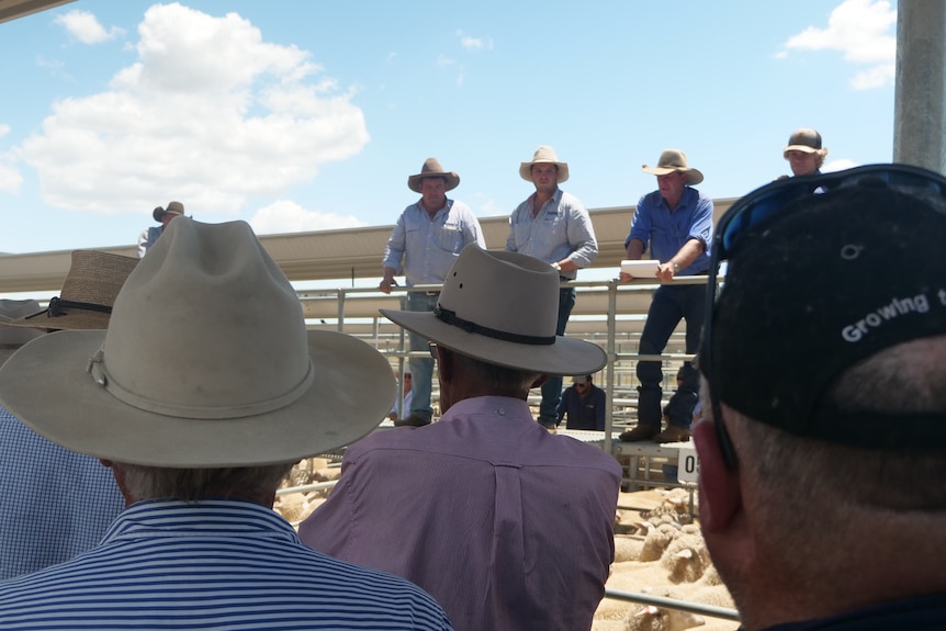 Men in hats standing watching a sheep sale.