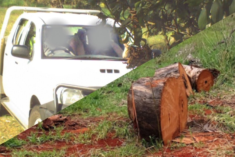 A composite image of the remains of cut down red gums, and men in a white ute with their faces blurred.