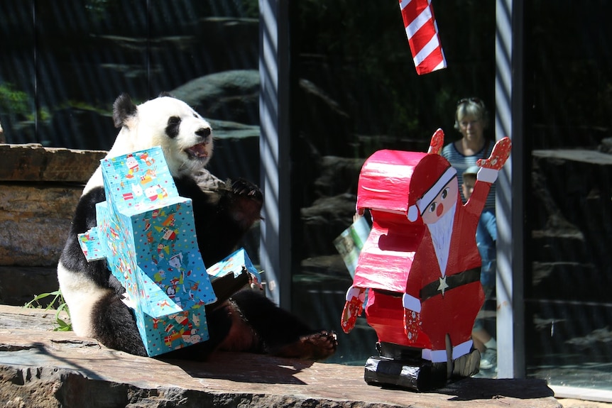 A panda with Christmas gifts in her enclosure.