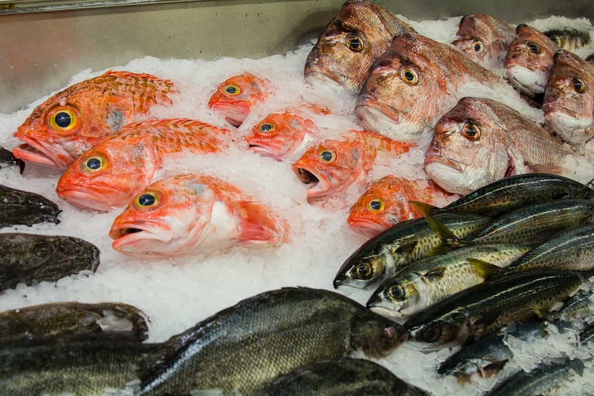 Various fish on display in a shop.
