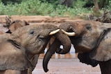 Two small elephants intertwine trunks next to a water body