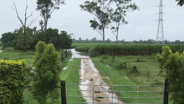 Ninety per cent of Laetitia Herrod's family farm at Murray Flats, south of Tully has been flooded.