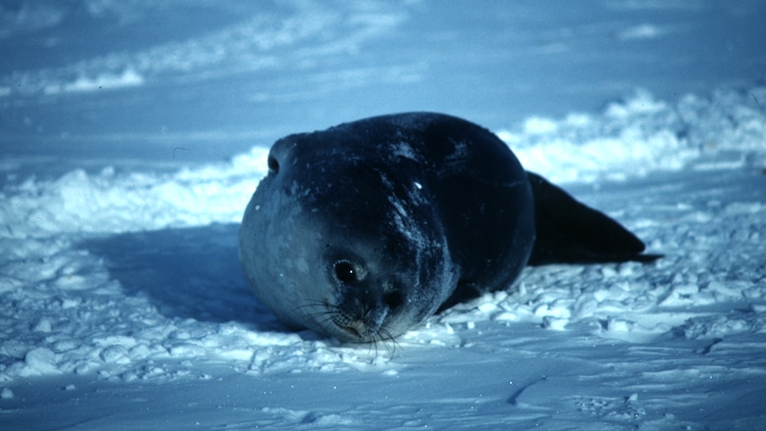 Seal lying on the ice.