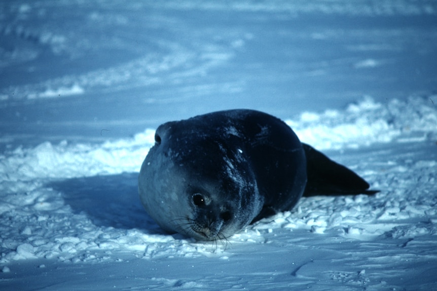 Seal lying on the ice.