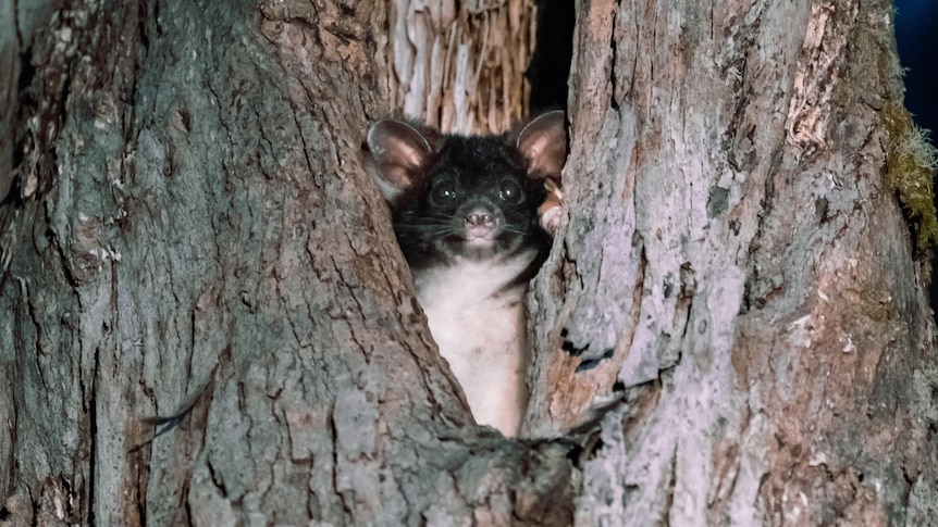 A greater glider peeking through a tree trunk