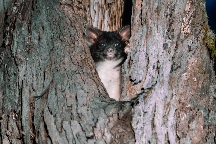 A greater glider peeking through a tree trunk