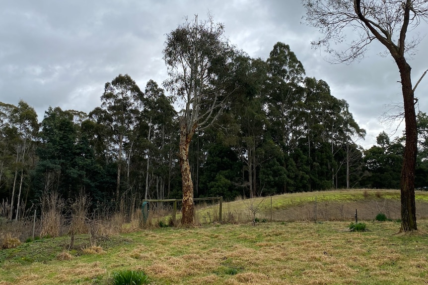 a range of native trees and bush are spread across a green paddock