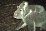  an image of a koala with a joey