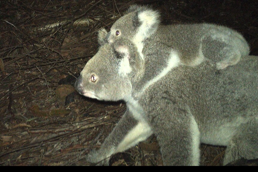  an image of a koala with a joey