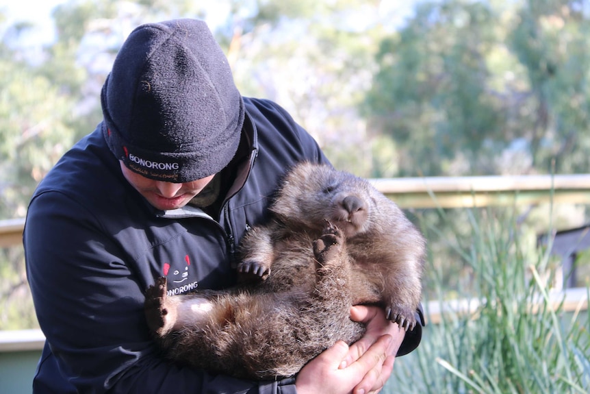 Maria, a wombat at Bonorong Wildlife Sanctuary, being weighed.