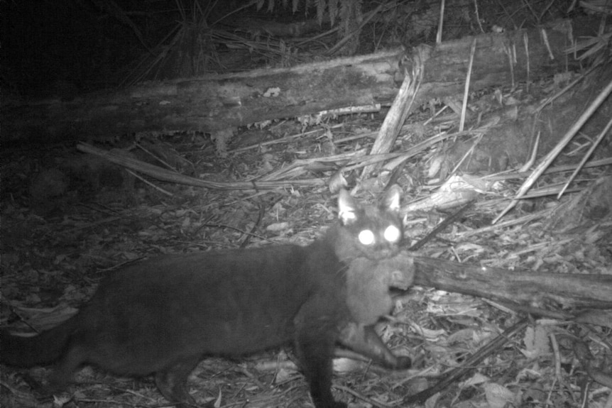 Night vision of a cat with a small animal in its mouth