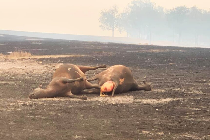 Two dead cows on burnt farmland