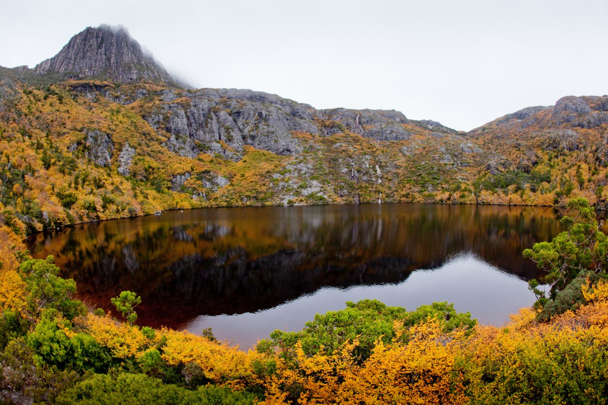 Why don't we have more native deciduous trees in Australia? ABC News